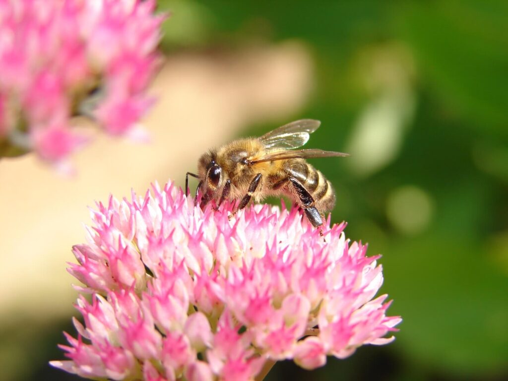 GDS-Abeille